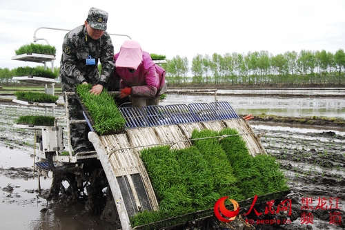 鴨綠河農(nóng)場武裝部成立了由30名骨干民兵組成的民兵助農(nóng)備耕突擊隊，助力春耕生產(chǎn)。